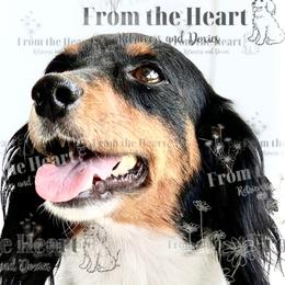 Breelyee - Dachshund
