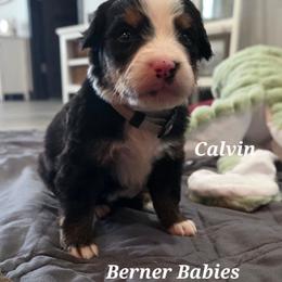 Calvin - Black rust and white male Bernese Mountain Dog puppy in Radcliffe, Iowa from Berner Babies