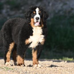 April - Bernese Mountain Dog