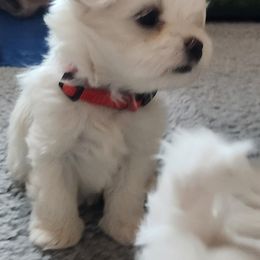 Maltese Puppies from Arizona Maltese Gems