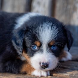 Sparkle - Black tri female Miniature American Shepherd puppy in Niles, Michigan from Impression Dogs