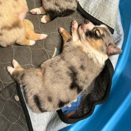 F2 - Blue merle female Toy Australian Shepherd puppy in Luzerne, Iowa from Rouse's Aussies