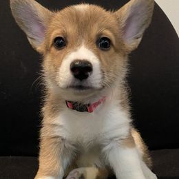 Pembroke Welsh Corgi Puppies from West Houston Corgis