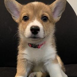 Pembroke Welsh Corgi Puppies from West Houston Corgis