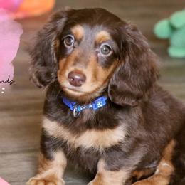 Australian Cattle Dogs and Dachshunds from Double S Kennel