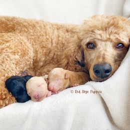Cavalier King Charles Spaniel, Cavapoo, and Poodle Puppies from Red Skye Cavaliers and Cavapoos