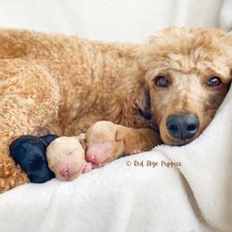Cavalier King Charles Spaniel, Cavapoo, and Poodle Puppies from Red Skye Cavaliers and Cavapoos