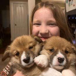 Pembroke Welsh Corgi Puppies from Hansen Corgis