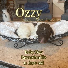 - Bernedoodle puppy in Nebraska from Oakey Dokey Doodles