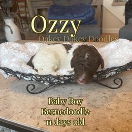 - Bernedoodle puppy in Nebraska from Oakey Dokey Doodles