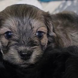 Boy 3 - male Havapoo puppy in Medina, Ohio from Momma's Minis