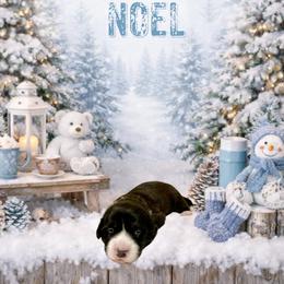 Noel - Black and white female American Corgi puppy in Temple, Texas from Silver Moon Cardigan and American Corgis
