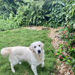 Isla - Golden Retriever