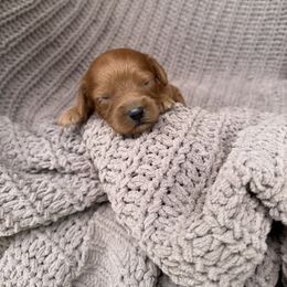 Henry - Red male Cavapoo puppy in Rio Linda, California from VitPom Puppies