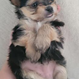 Morkies from FURever Family Morkie/Maltese/Maltipoo