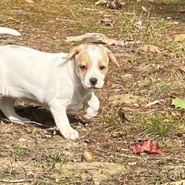 Australian Shepherd and Danish-Swedish Farmdog Puppies from Paradox
