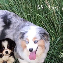 Toy Australian Shepherds from AB Toy Aussies
