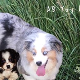 Toy Australian Shepherds from AB Toy Aussies