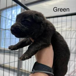 Green HC - Black male German Shepherd puppy in Terra Alta, West Virginia from Shepherd Country Farm and Kennels