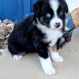 Woody - Black tri male Miniature Australian Shepherd puppy in Lufkin, Texas from Texas Lil Cowdogs