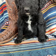 Bordoodle Puppies from JM Lazy S Doodles