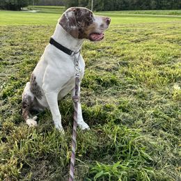 Ranger - Catahoula Leopard Dog