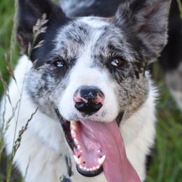 Rocky - Border Collie