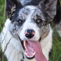 Rocky - Border Collie