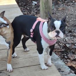 Pheobe - Boston Terrier
