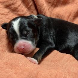 Heath - Tri-color male Bernedoodle puppy in El Campo, Texas from Little Fur Friends Bernedoodles