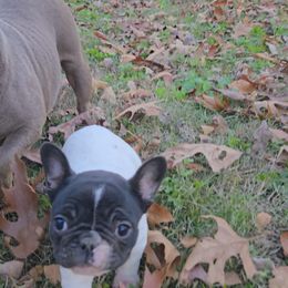Boy 1 - Tricolors male French Bulldog puppy in Rogers, Arkansas from Freaky Frenchies