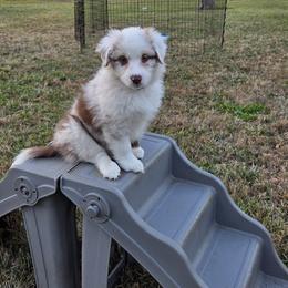 Australian Shepherd Puppies from Out of the Blue Aussies
