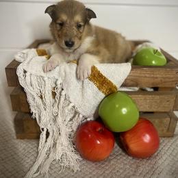 Dustin - Sable male Collie puppy in Chilhowie, Virginia from Jolly Collies