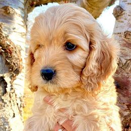Cavapoos and Goldendoodles from Blackberry Farm Puppies