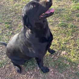 Mollie - Labrador Retriever