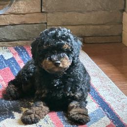 Phoebe - Phantom female Poodle puppy in Cabool, Missouri from Rafter B Farms