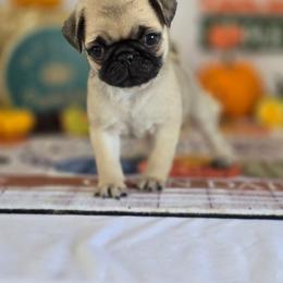 Sofia - Fawn female Pug puppy in Arthur, Illinois from Perfect Pugs