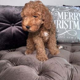 Willow - Red  female Goldendoodle puppy in Fort Myers, Florida from Gandy’s Tails of Joy