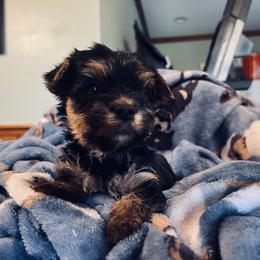 Goldendoodle and Yorkshire Terrier Puppies from Pups of the Lowcountry