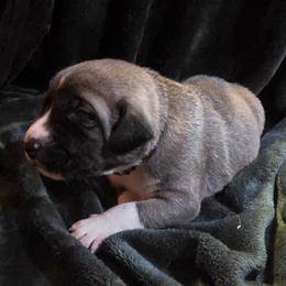 Boy 2- Black - Fawn male Anatolian Shepherd Dog puppy in La Grange, Georgia from Florida Anatolian Shepherds