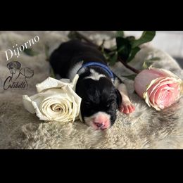 Dijorno - Black and white male Great Dane puppy in Liberty, New York from Catskills Greatest Danes