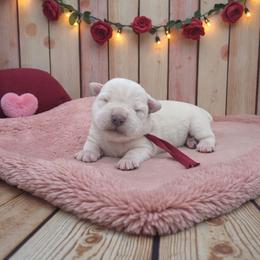 Maroon collar - White female Miniature Schnauzer puppy in Houston, Texas from Haughton Farm