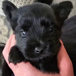 Louie - Black and tan male Yorkshire Terrier puppy in Hamilton, Ohio from Purebred Yorkies of Ohio