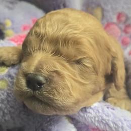 ChocoCat - Red male Cockapoo puppy in Conklin, Michigan from Lake Michigan Couture Cavapoos & Cockapoos