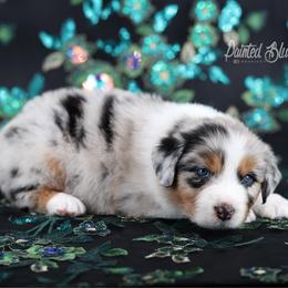 Glacier - Blue merle male Australian Shepherd puppy in Herriman, Utah from Painted Blue Aussies