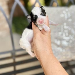 Bay - Black & tan tri-color male Maltipoo puppy in West Jordan, Utah from Gem Puppies of Utah