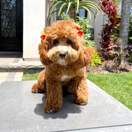 Chingis - Goldendoodle