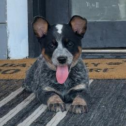 Runner - Blue mottled female Australian Cattle Dog puppy in Oberlin, Kansas from Hangin R Kennels