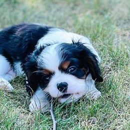 Cavalier King Charles Spaniels from Ellison Cavaliers