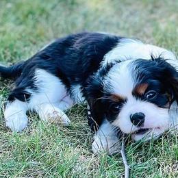 Cavalier King Charles Spaniels from Ellison Cavaliers
